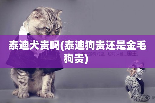 泰迪犬貴嗎(泰迪狗貴還是金毛狗貴) 