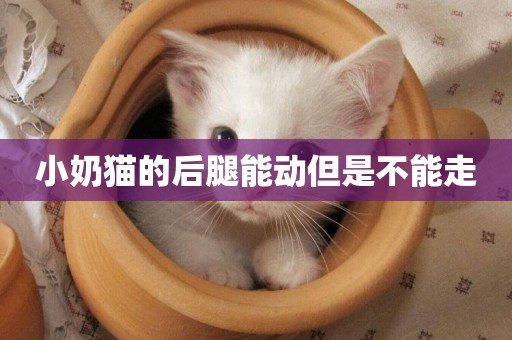小奶貓的后腿能動但是不能走