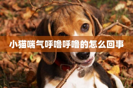 小貓喘氣呼嚕呼嚕的怎么回事