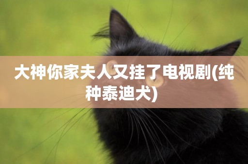 大神你家夫人又掛了電視劇(純種泰迪犬) 