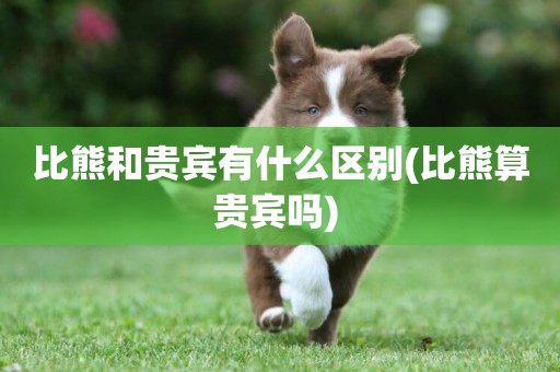 比熊和貴賓有什么區別(比熊算貴賓嗎) 