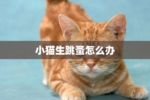 小貓生跳蚤怎么辦