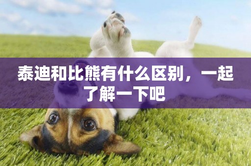 泰迪和比熊有什么區別，一起了解一下吧 