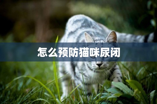 怎么預防貓咪尿閉