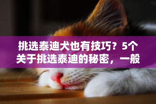 挑選泰迪犬也有技巧？5個關于挑選泰迪的秘密，一般人我不告訴他 