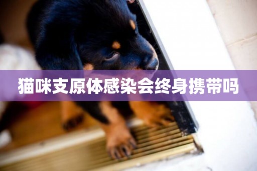 貓咪支原體感染會終身攜帶嗎