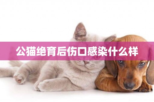 公貓絕育后傷口感染什么樣
