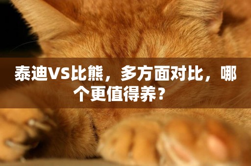 泰迪VS比熊，多方面對比，哪個更值得養？ 