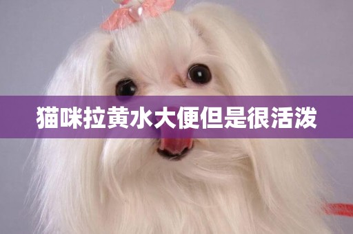 貓咪拉黃水大便但是很活潑