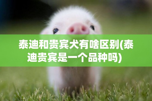 泰迪和貴賓犬有啥區別(泰迪貴賓是一個品種嗎) 