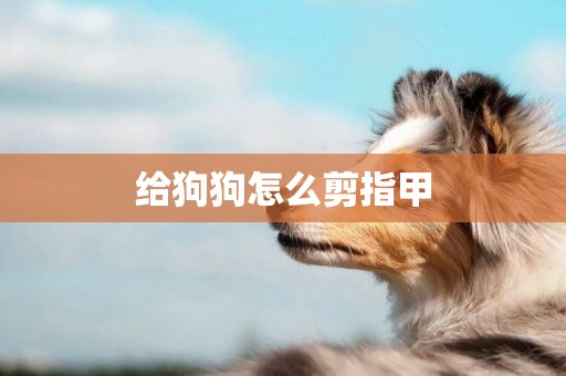 給狗狗怎么剪指甲