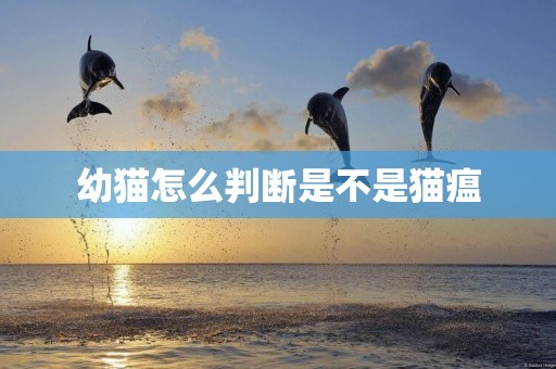 幼貓怎么判斷是不是貓瘟