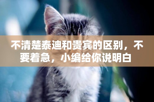 不清楚泰迪和貴賓的區別，不要著急，小編給你說明白 