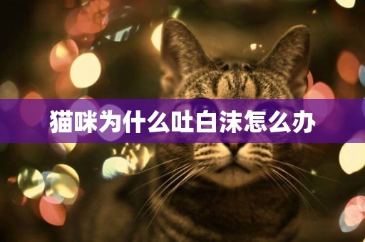 貓咪為什么吐白沫怎么辦