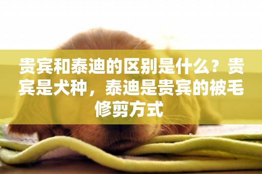 貴賓和泰迪的區別是什么？貴賓是犬種，泰迪是貴賓的被毛修剪方式 