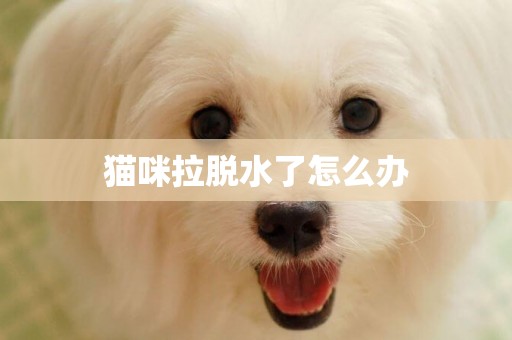 貓咪拉脫水了怎么辦