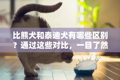 比熊犬和泰迪犬有哪些區別？通過這些對比，一目了然 