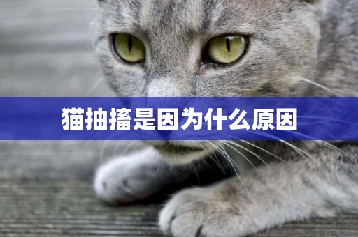 貓抽搐是因為什么原因