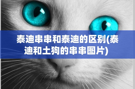 泰迪串串和泰迪的區別(泰迪和土狗的串串圖片) 