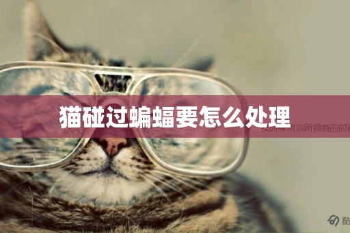 貓碰過蝙蝠要怎么處理