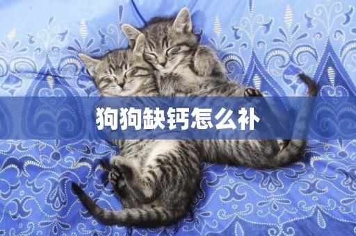 狗狗缺鈣怎么補