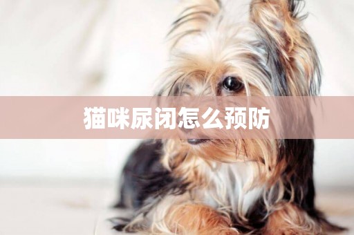 貓咪尿閉怎么預防