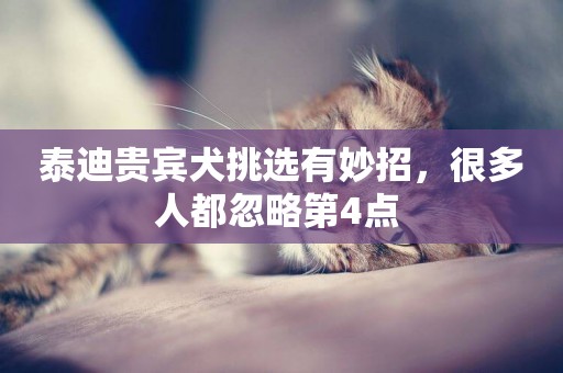 泰迪貴賓犬挑選有妙招，很多人都忽略第4點 