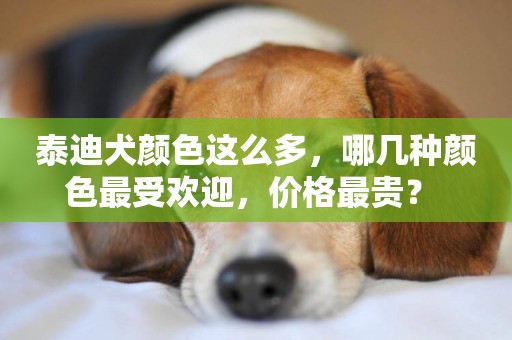 泰迪犬顏色這么多，哪幾種顏色最受歡迎，價格最貴？ 