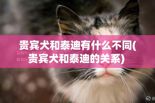 貴賓犬和泰迪有什么不同(貴賓犬和泰迪的關系) 