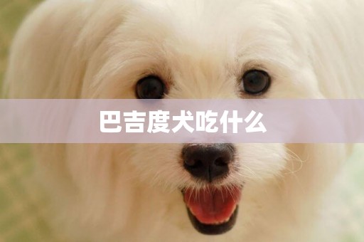 巴吉度犬吃什么