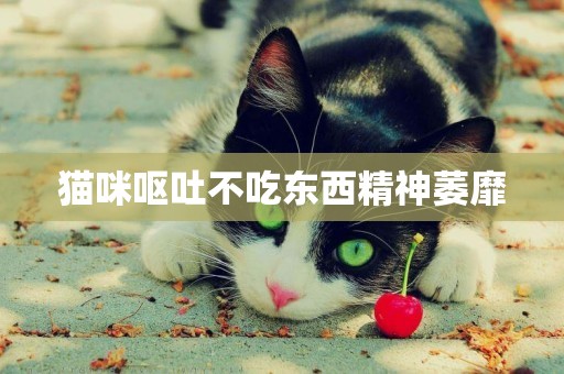 貓咪嘔吐不吃東西精神萎靡