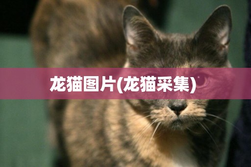 龍貓圖片(龍貓采集) 