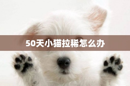 50天小貓拉稀怎么辦