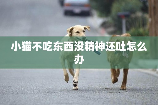 小貓不吃東西沒精神還吐怎么辦