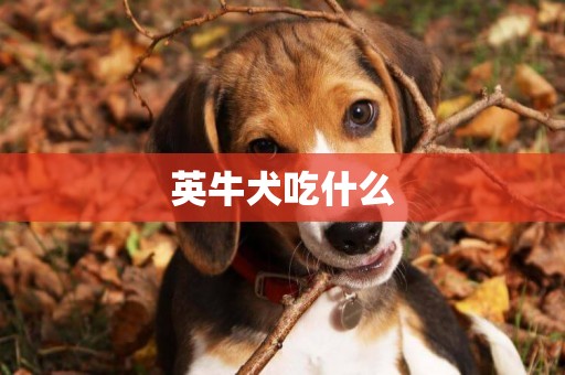 英牛犬吃什么