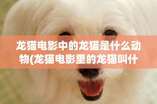 龍貓電影中的龍貓是什么動物(龍貓電影里的龍貓叫什么名字) 