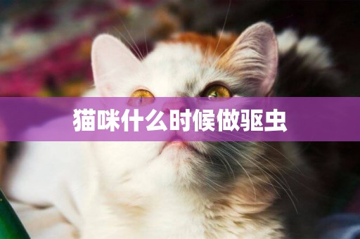 貓咪什么時候做驅蟲