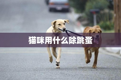貓咪用什么除跳蚤