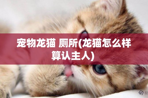 寵物龍貓 廁所(龍貓怎么樣算認主人) 