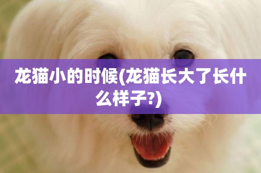 龍貓小的時候(龍貓長大了長什么樣子?) 