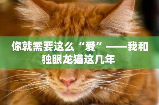 你就需要這么“愛”——我和獨眼龍貓這幾年 