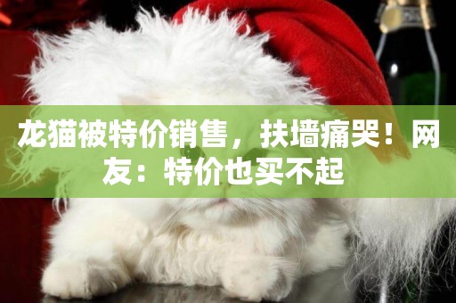 龍貓被特價銷售，扶墻痛哭！網友：特價也買不起 