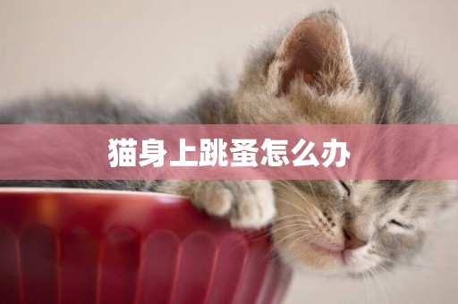 貓身上跳蚤怎么辦
