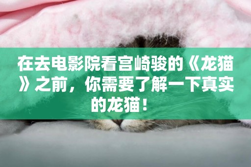 在去電影院看宮崎駿的《龍貓》之前，你需要了解一下真實的龍貓！ 