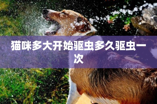 貓咪多大開始驅蟲多久驅蟲一次