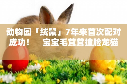 動物園「絨鼠」7年來首次配對成功！　寶寶毛茸茸撞臉龍貓 