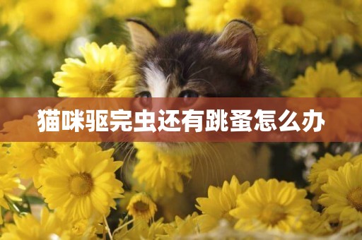 貓咪驅完蟲還有跳蚤怎么辦