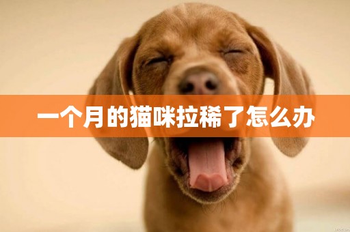 一個月的貓咪拉稀了怎么辦
