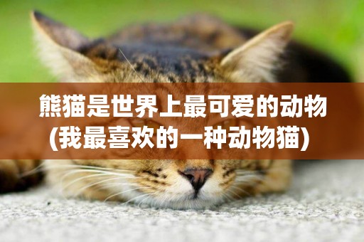 熊貓是世界上最可愛的動物(我最喜歡的一種動物貓) 