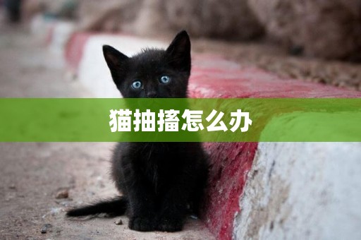 貓抽搐怎么辦